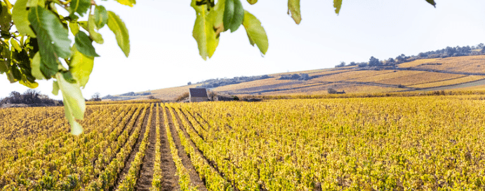 Route des vins de Bordeaux - 3 jours
