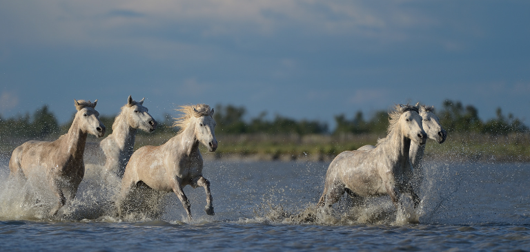 Camargue - 7 jours
